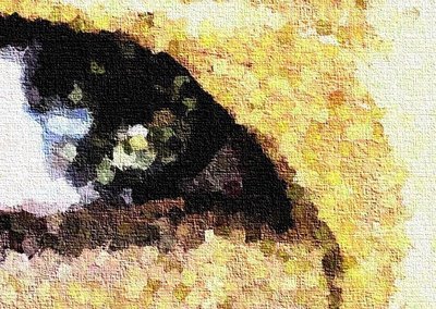 Ilustración de El ojo de la mariamulata